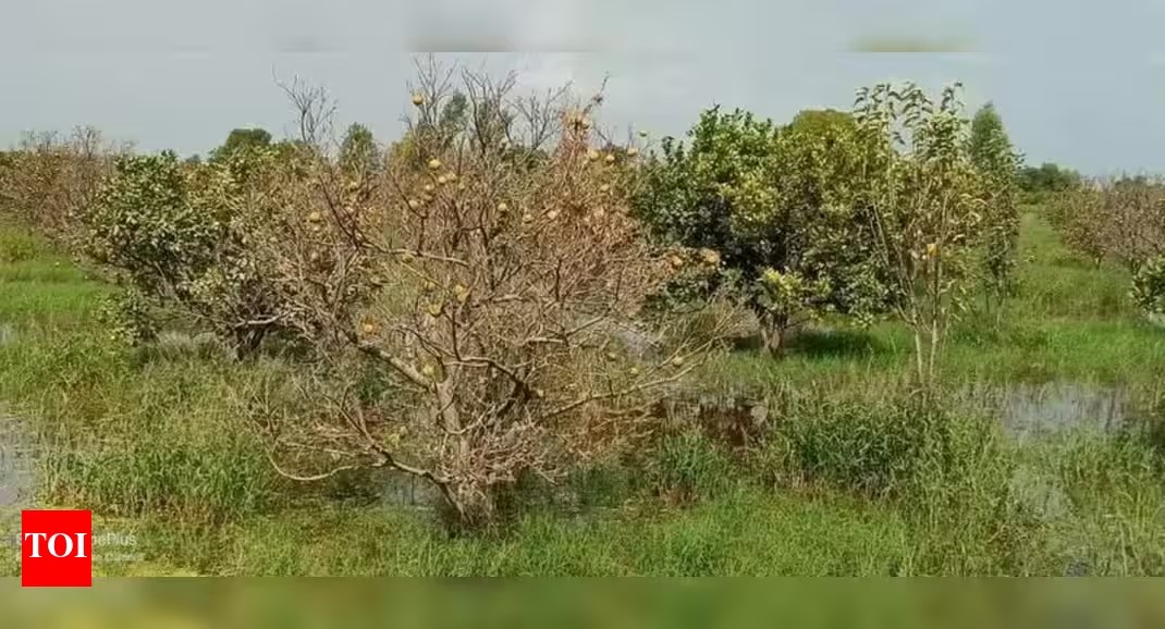 Fazilka Floods: A Deep Dive into the Impact on Punjab's Agriculture and Livelihoods