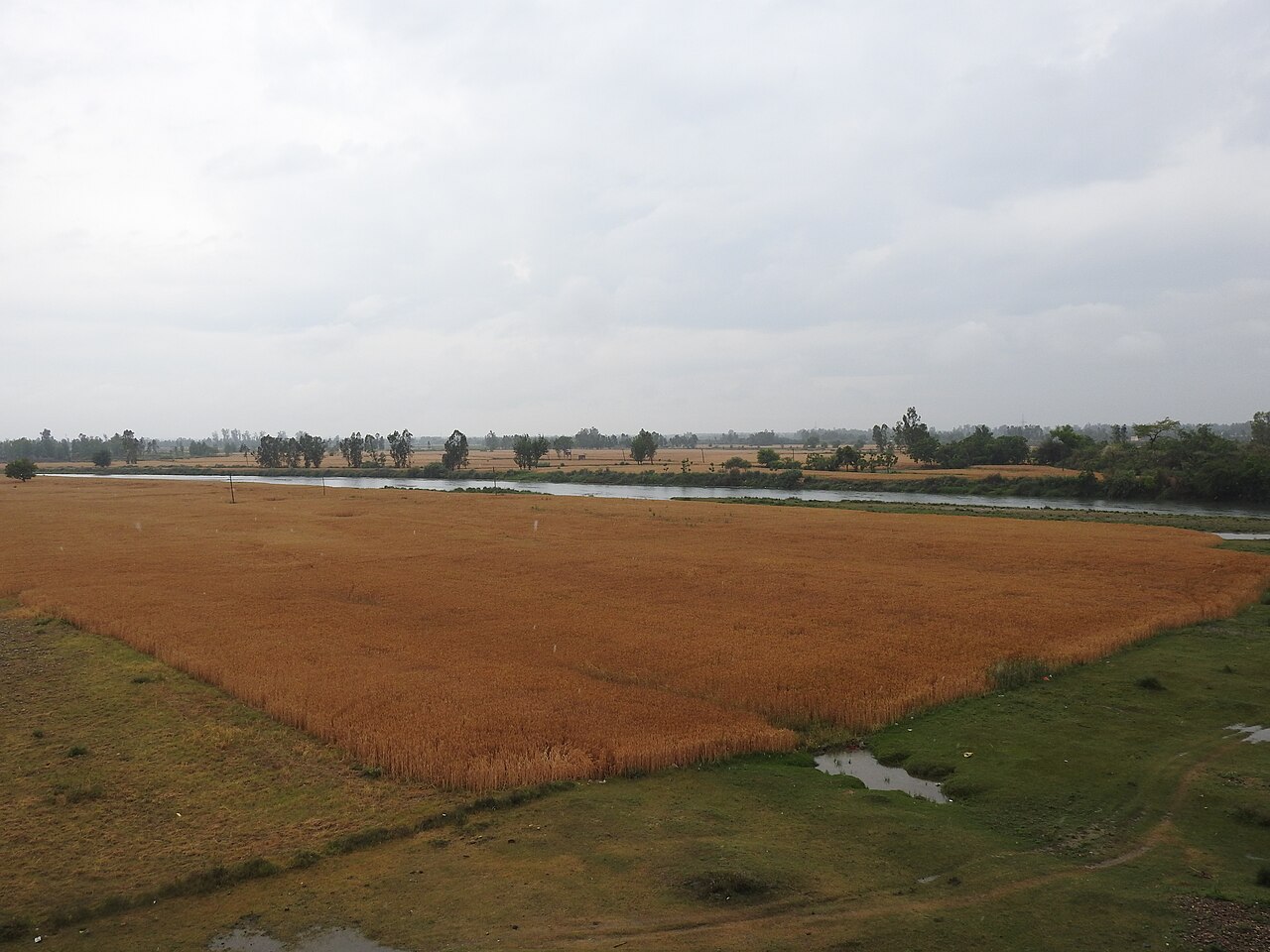 ਪੰਜਾਬ ਅਤੇ ਹਰਿਆਣਾ ਵਿੱਚ ਮੀਂਹ ਨੇ ਪਾਣੀ ਨਾਲ ਤਬਾਹ ਕੀਤਾ ਖੇਤਾਂ ਦੀ ਫਸਲ: ਕਿਸਾਨਾਂ ਦਾ ਰੋਜ਼ੀ-ਰੋਟੀ 'ਤੇ ਸਵਾਲ