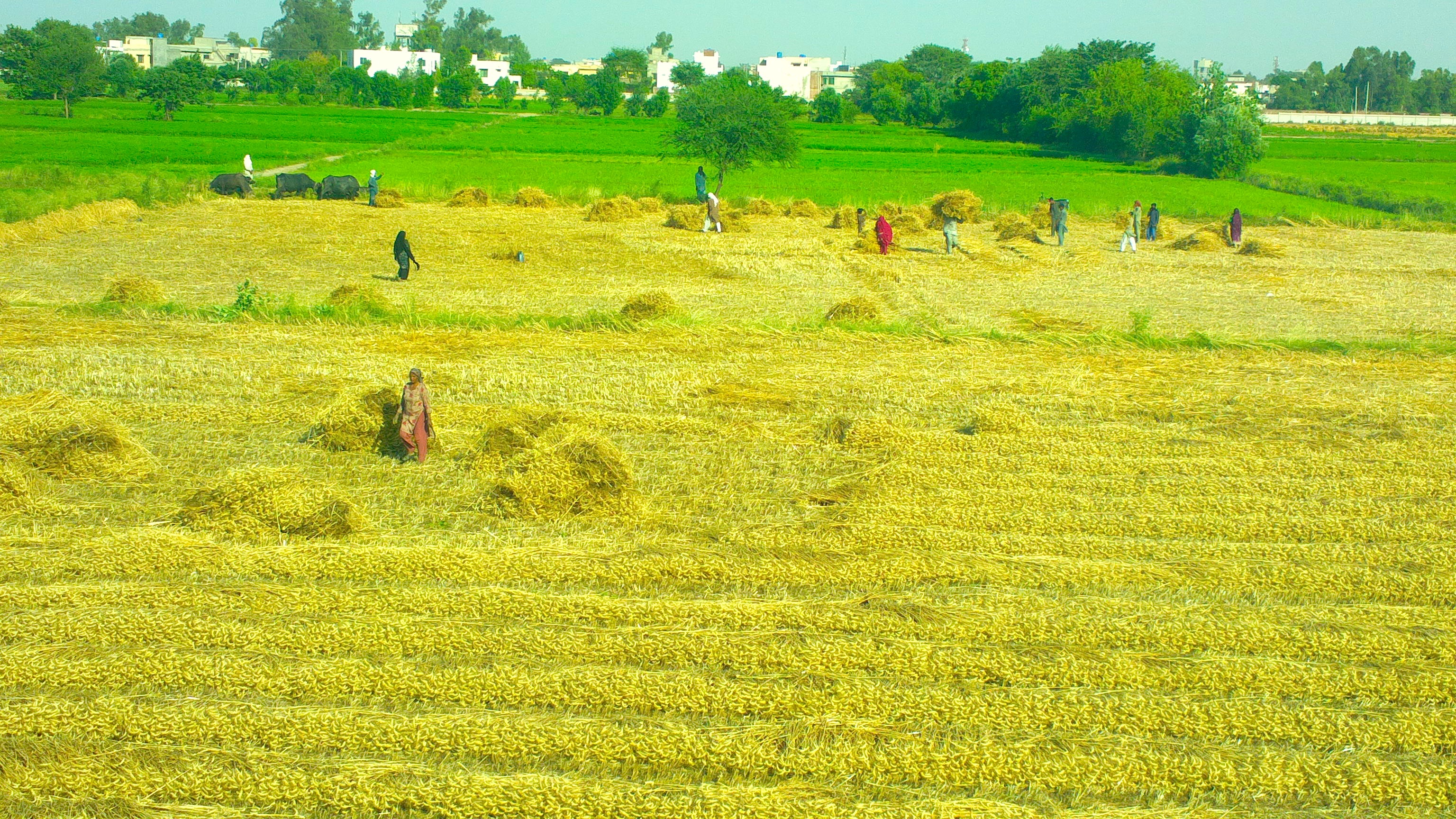 Punjab Rabi Season: Super Seeder Wheat Sowing & Groundwater Conservation Advisory by PAU
